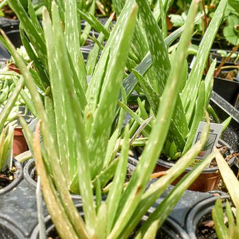 Bert Driver Nursery - Nurseries & Gardening Near Me - Smithville, Tennessee