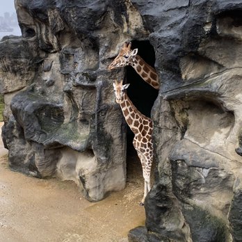 Taronga Zoo - Giraffe - Zoos Near Me - Mosman, NSW Taronga Zoo - Giraffe - Zoos Near Me - Mosman, NSW
