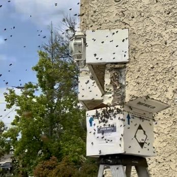A Beeman - Pest Control Near Me A Beeman - Pest Control Near Me