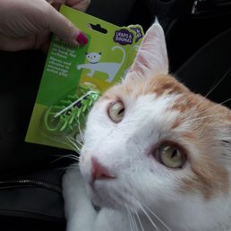 Picking up the newest cat toy.
