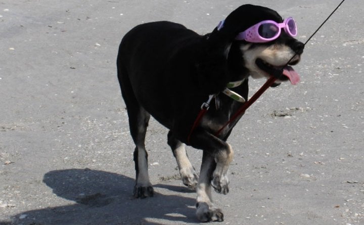 Creature Comforts Veterinary Resort and Suites, Inc. Image