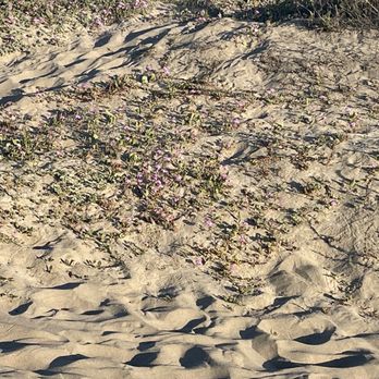 Sunset State Beach - Flowers - Beaches Near Me - Watsonville, California