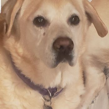 Gemcore Veterinary Services - RIP Coby. My 18 year old pup. He went very peacefully with Dr Gonzalez, at home in his bed. My once in a lifetime dog. - Veterinarians Near Me - Chatsworth, California