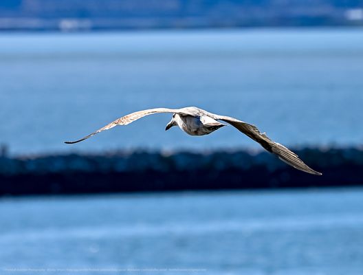 USS Hornet - Sea, Air and Space Museum by null
