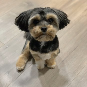 PetSmart - Chewie's grooming by Lauren M - Pet Stores Near Me - Niles, Illinois