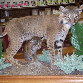 Freer Deer Camp - Bobcat and Baby - Sporting Goods Near Me - Freer, Texas