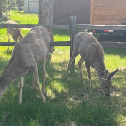 Beautiful wildlife and river views right outside their doors!