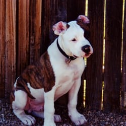 Team Canine - Bodhisattva