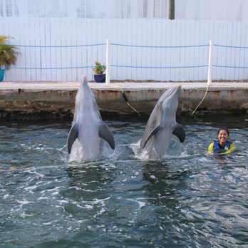 Dolphins Plus Marine Mammal Responder - Aquariums Near Me - Key Largo, Florida Dolphins Plus Marine Mammal Responder - Aquariums Near Me - Key Largo, Florida