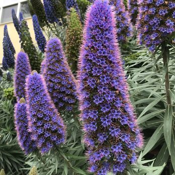 Pepperdine University - Flowers - Colleges & Universities Near Me - Malibu, California