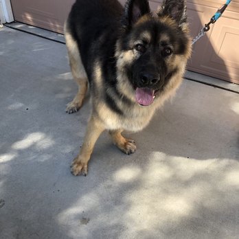 The Upscale Tail Dog Grooming Shop - Pet Groomers Near Me - Antioch, California