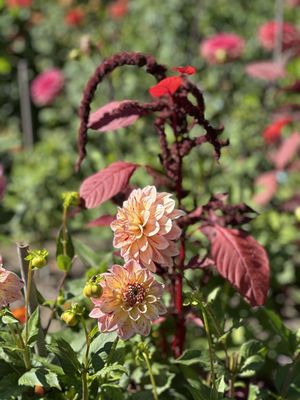 Coastal Maine Botanical Gardens by null