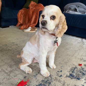 The Pawsh Dog - Pet Groomers Near Me - Sacramento, California The Pawsh Dog - Pet Groomers Near Me - Sacramento, California