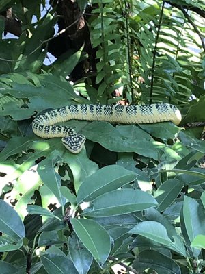 Penang Snake Temple by null