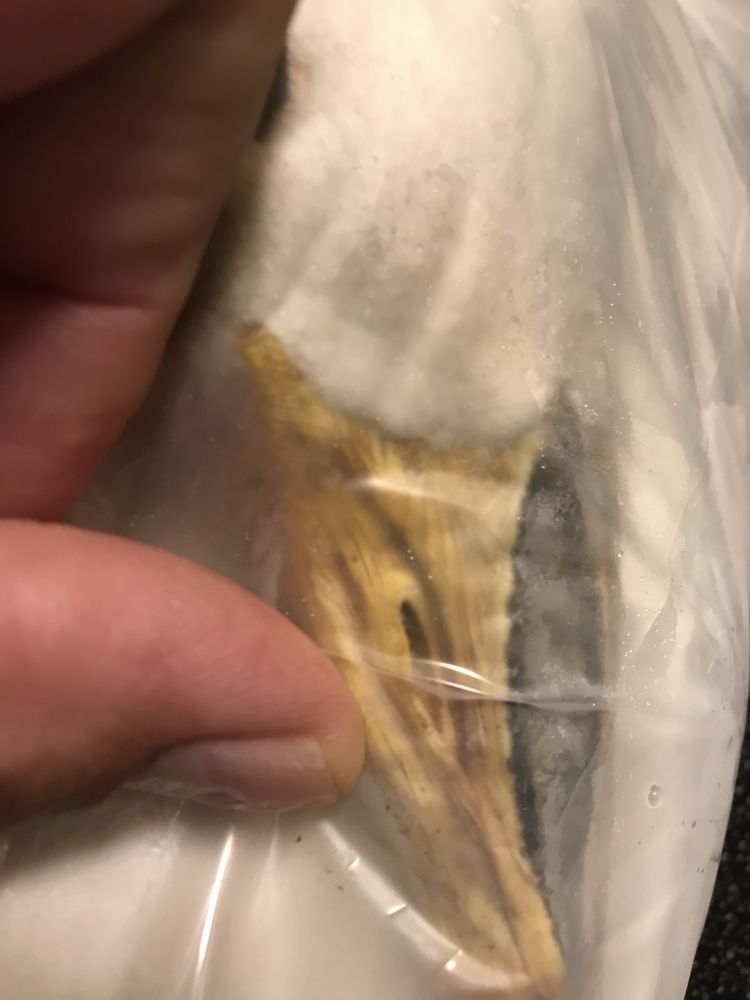 Kozlosky Taxidermy - taxidermy in New Hope, PA