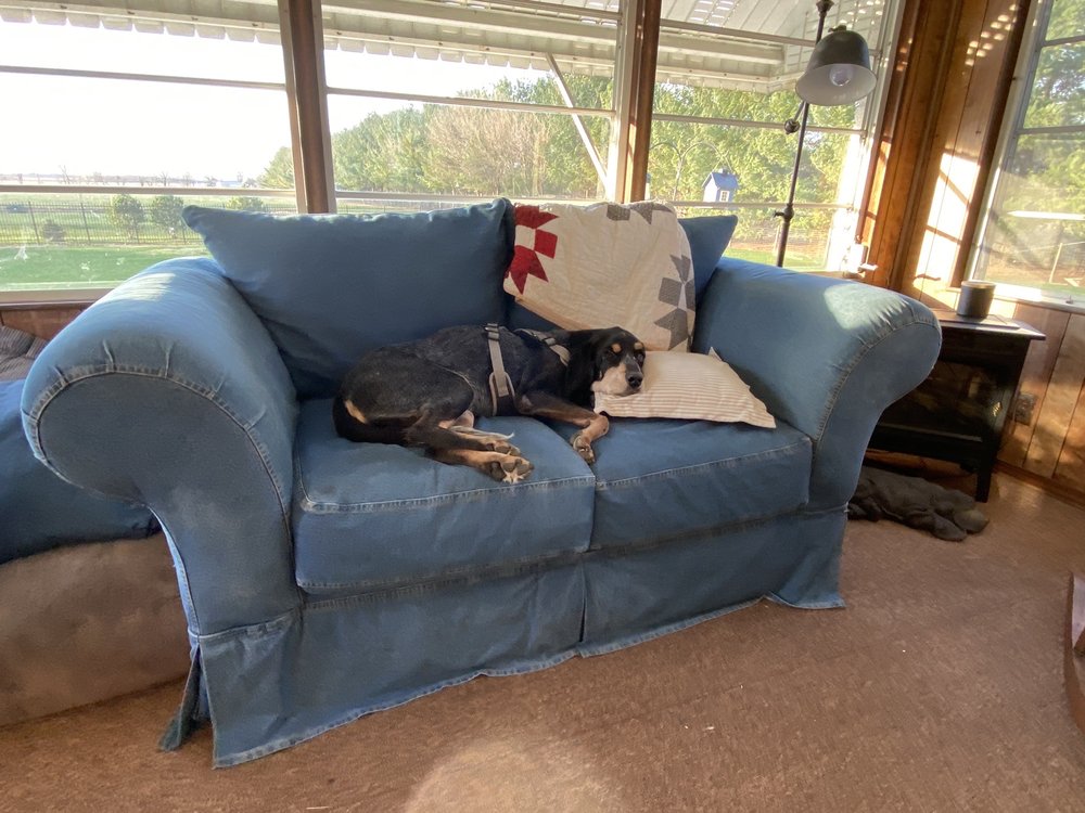 MAPLEWOOD ANIMAL HOSPITAL Updated September 2024 20 Reviews 1811 N Granville Ave, Muncie