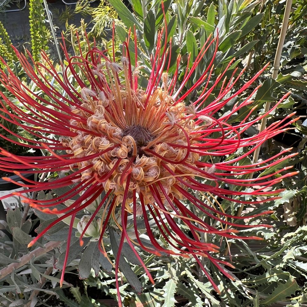 Grevillea superb