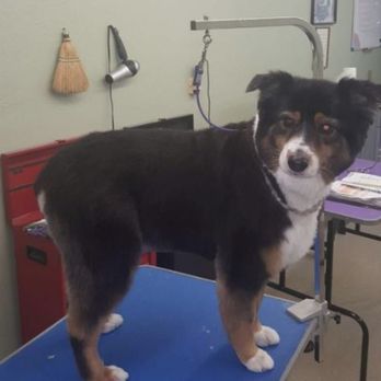 St Charles Grooming - Full haircut by Kati - Pet Groomers Near Me - Saint Charles, Missouri St Charles Grooming - Full haircut by Kati - Pet Groomers Near Me - Saint Charles, Missouri