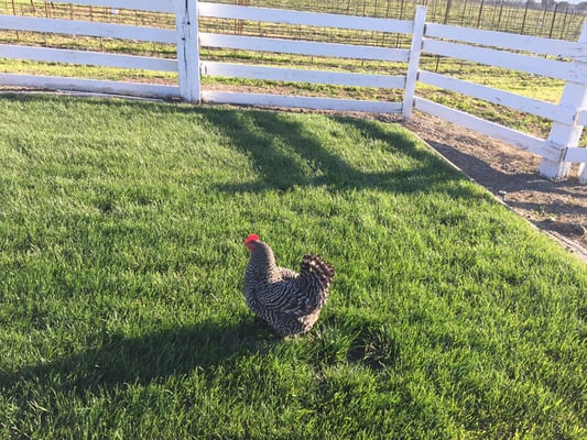 The Donum Estate by null The Donum Estate by null