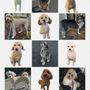 Photo of Rae's Good Dogs
