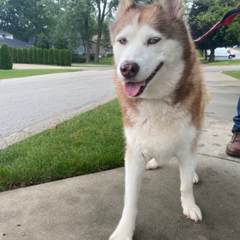 Petco - You can see her chest looks like they didn't bother with the deshedding. - Pet Training Near Me - Oak Lawn, Illinois