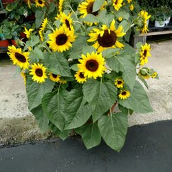 Sunflower Pots and more!