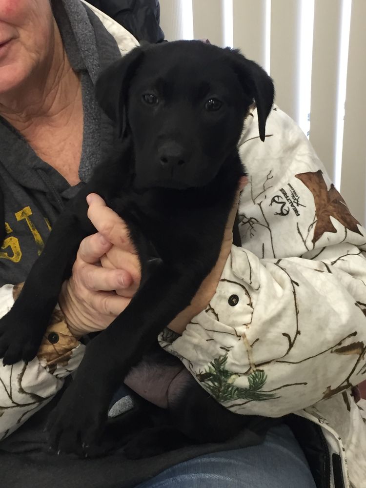 PITTSBURGH EAST ANIMAL HOSPITAL 30 Photos 801 N Greengate Rd