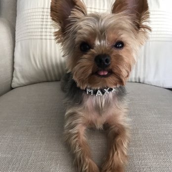The Seaport Paw - Maxi - Pet Groomers Near Me - New York, New York
