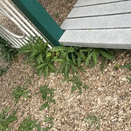 Pricker plants