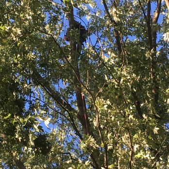 Baker Tree - Tree Services Near Me Baker Tree - Tree Services Near Me