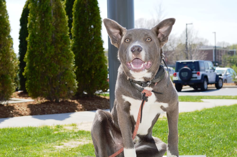 LOUISVILLE DOG WIZARD Updated August 2024 18 Photos 2110 Button Ln, LaGrange, Kentucky