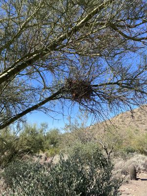 Lost Dog Wash Trailhead by null