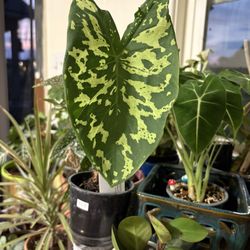 Queensgate Gardens - Alocasia Hilo Beauty!!