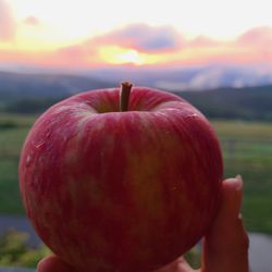 Apex Orchards - Honeycrisp