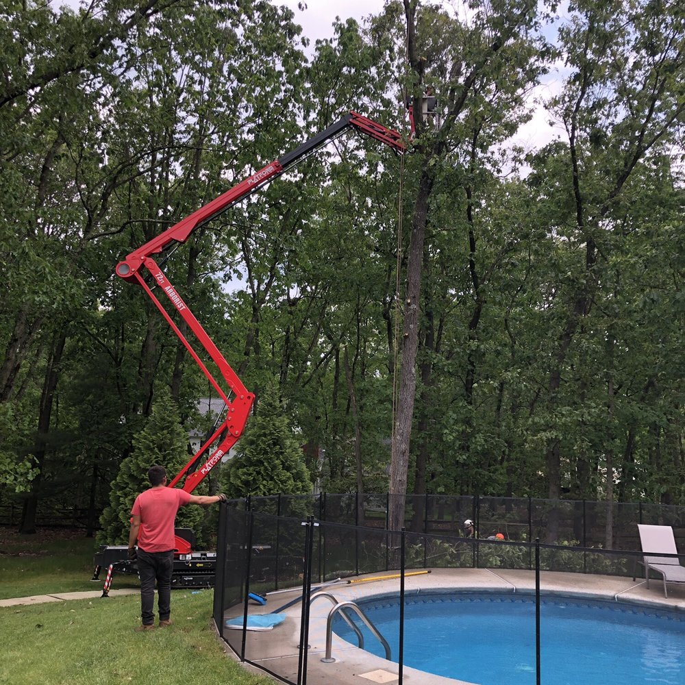 Cornerstone Tree Service - Not even one leaf fell in pool. Amazing! - Tree Services Near Me - Medford, New Jersey Cornerstone Tree Service - Not even one leaf fell in pool. Amazing! - Tree Services Near Me - Medford, New Jersey