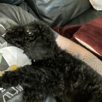 Ikadoodles - Puppy - Pet Breeders Near Me - Oakdale, California
