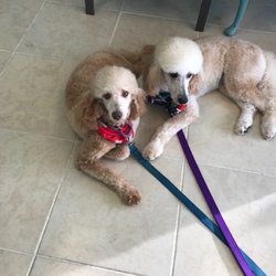 Paws-N-Kisses - Pretty Poodles