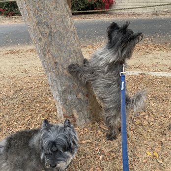 Melissa's Mutt Hutt - Getting the day started with Rusty and Magy! - Pet Sitting Near Me - Manhattan Beach, California Melissa's Mutt Hutt - Getting the day started with Rusty and Magy! - Pet Sitting Near Me - Manhattan Beach, California