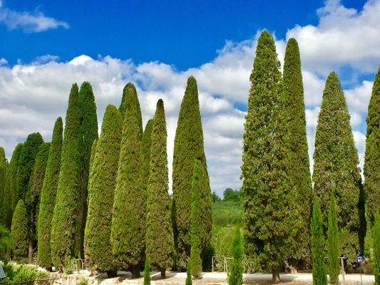 Relais Borgo Scopeto by null