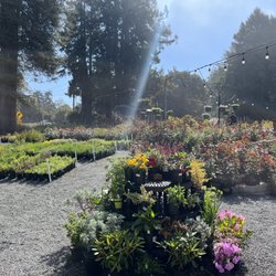 Hare Creek Nursery - Plants