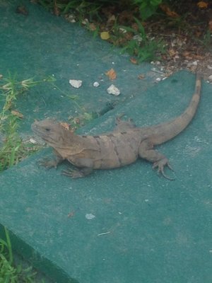 Iberostar Waves Tucan by null
