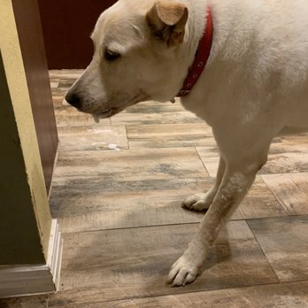 Lucky Paws Pet Lodge - Struggling to eat his favorite treat and leaving drool everywhere \3 so hard to watch - Pet Groomers Near Me - Allen, Texas Lucky Paws Pet Lodge - Struggling to eat his favorite treat and leaving drool everywhere \3 so hard to watch - Pet Groomers Near Me - Allen, Texas