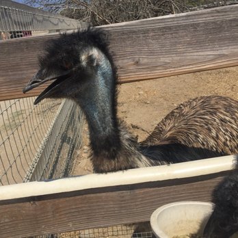 Ostrichland USA - Attraction Farms Near Me - Solvang, California Ostrichland USA - Attraction Farms Near Me - Solvang, California