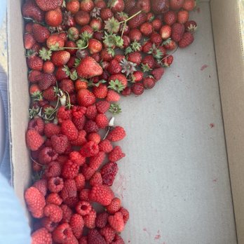 Bailey Family Farm - Pick Your Own Farms Near Me - Snohomish, Washington