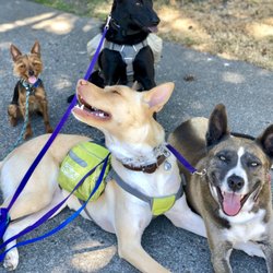 The Dandy Dogwalker - Alameda - Floyd and Indi grin in the shade behind Luna and Logan, who are enjoying an intergenerational snuggle