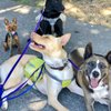 The Dandy Dogwalker - Alameda gift card