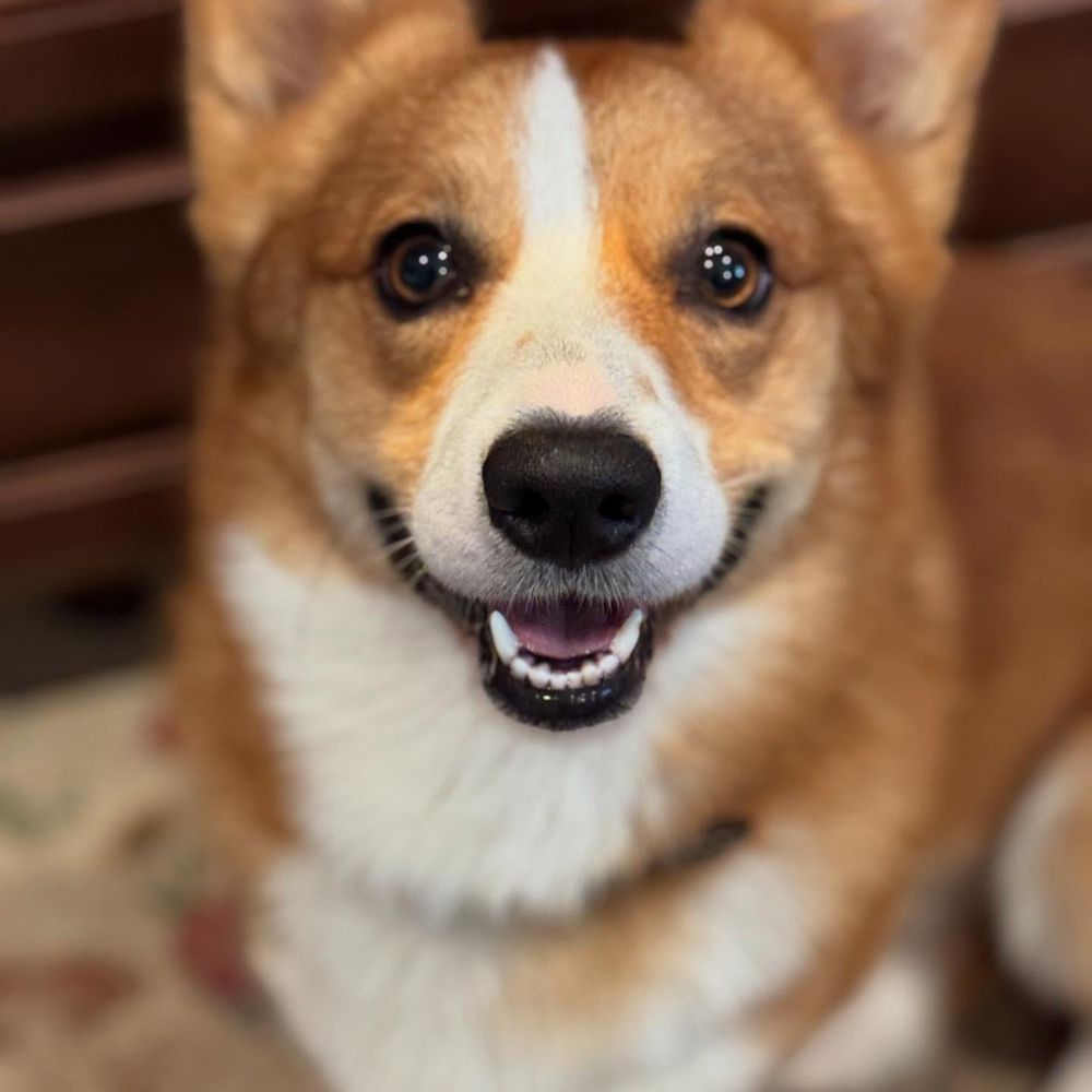 PetSuites Alliance - Whiskey - Pet Boarding Near Me - Fort Worth, Texas