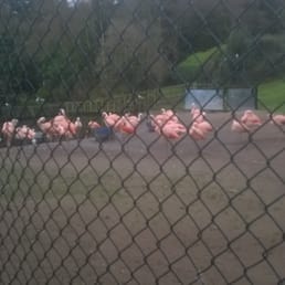 Pink flamingos Pink flamingos