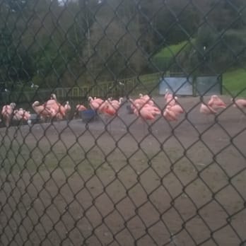 Belfast Zoo - Pink flamingos - Zoos Near Me - Belfast, BFS