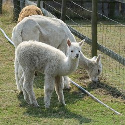 Alpaca Trekking - Alpaca and baby